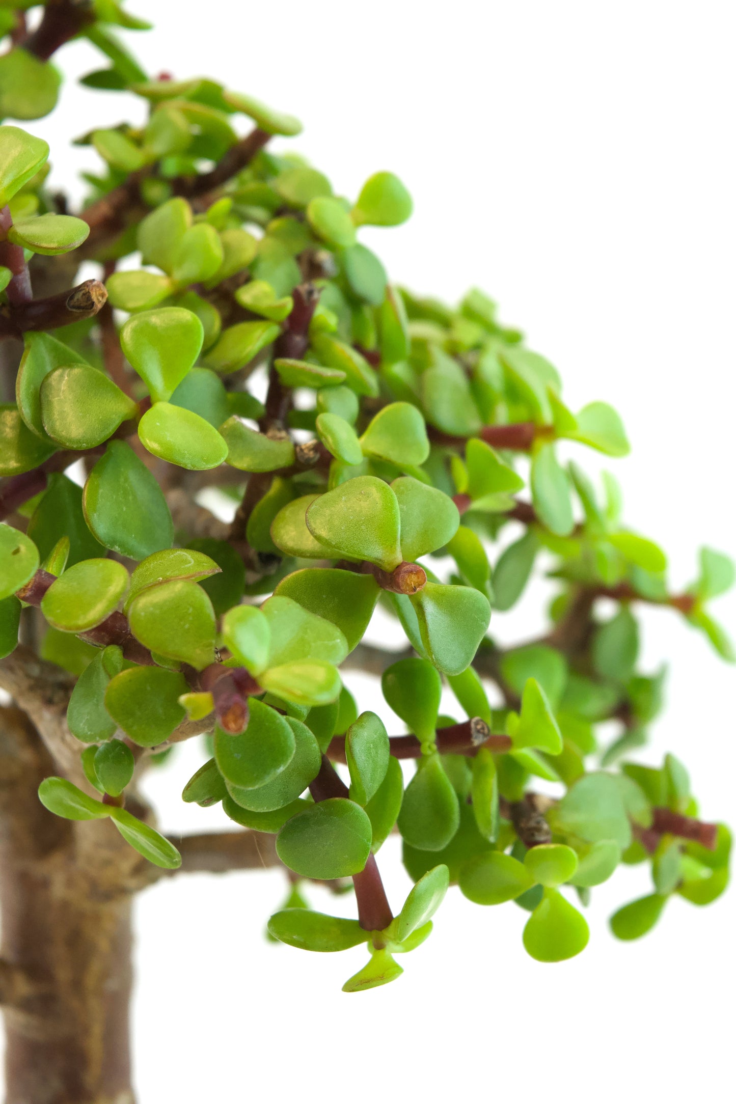 Dwarf Green Jade Ceramic 6" Pot - One of a Kind Bonsai