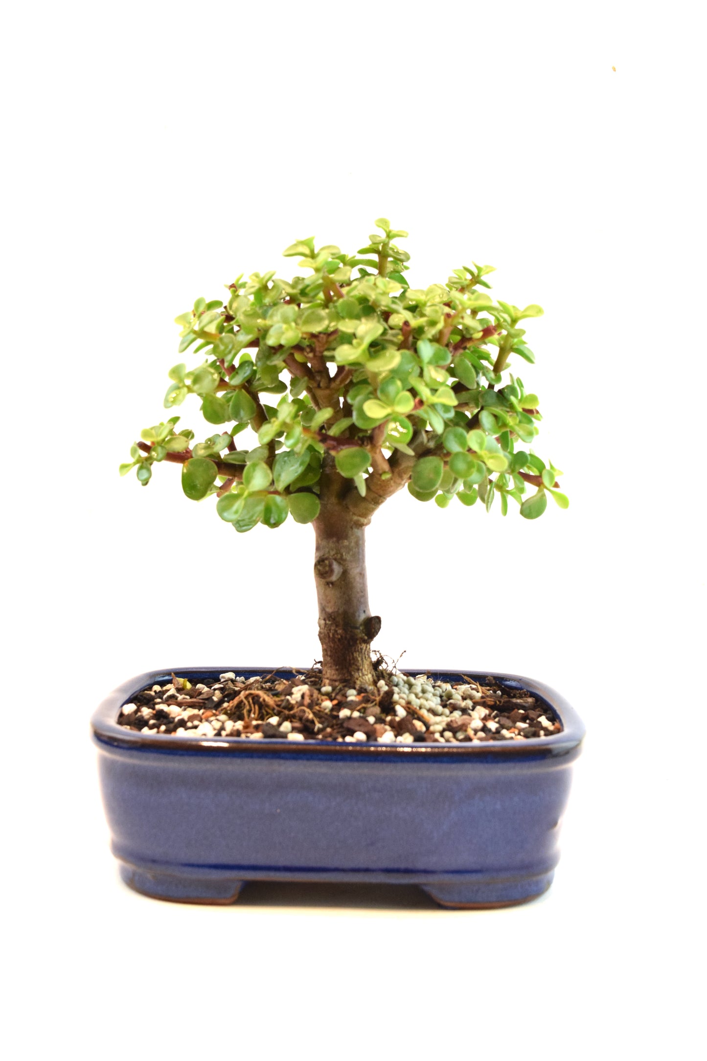Dwarf Green Jade Ceramic 7.5" Pot - One of a Kind Bonsai