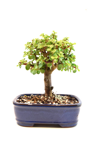 Dwarf Green Jade Ceramic 7.5" Pot - One of a Kind Bonsai