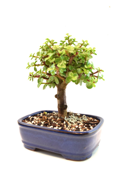 Dwarf Green Jade Ceramic 7.5" Pot - One of a Kind Bonsai