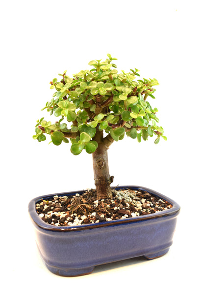 Dwarf Green Jade Ceramic 7.5" Pot - One of a Kind Bonsai