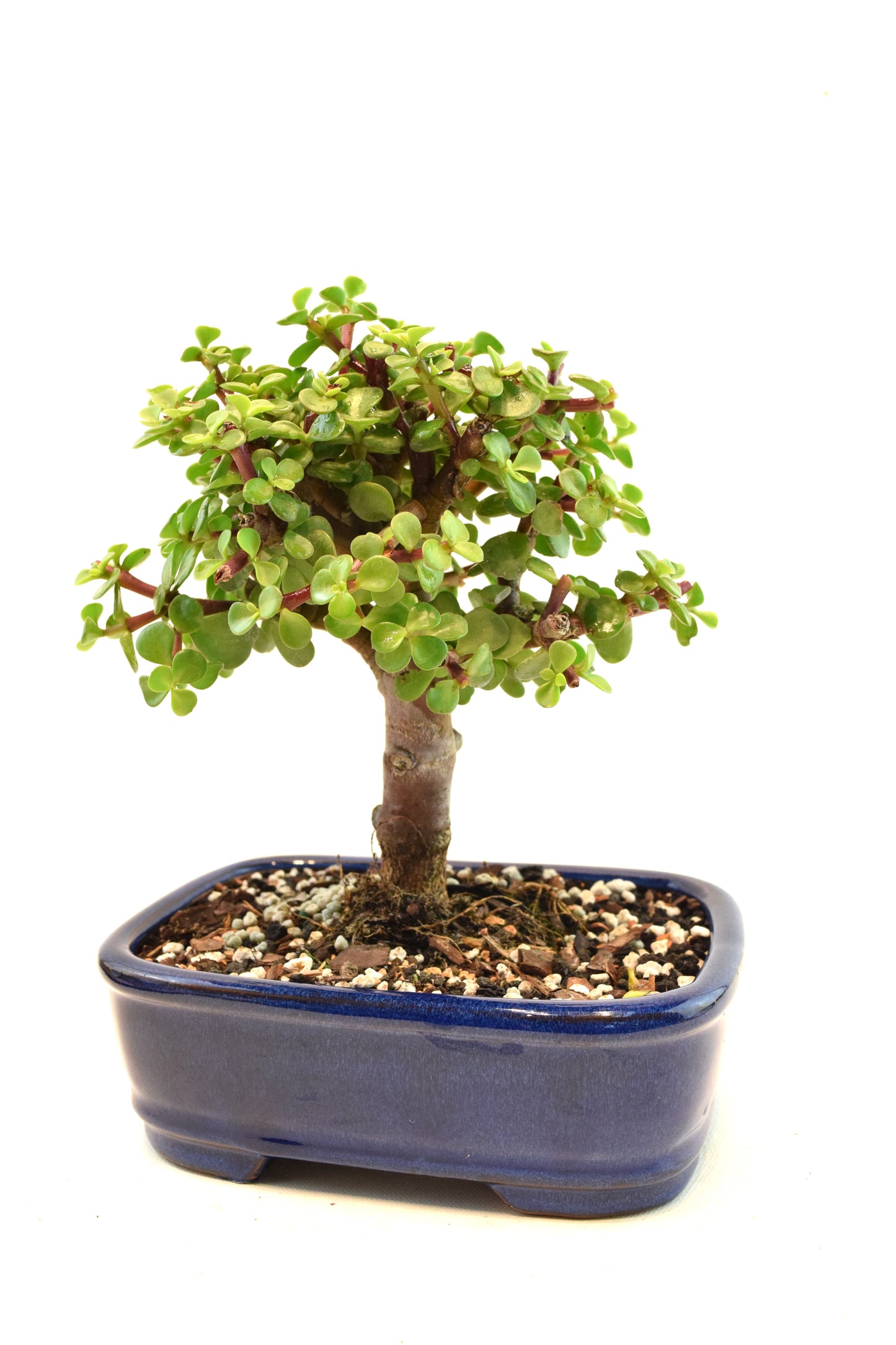 Dwarf Green Jade Ceramic 7.5" Pot - One of a Kind Bonsai