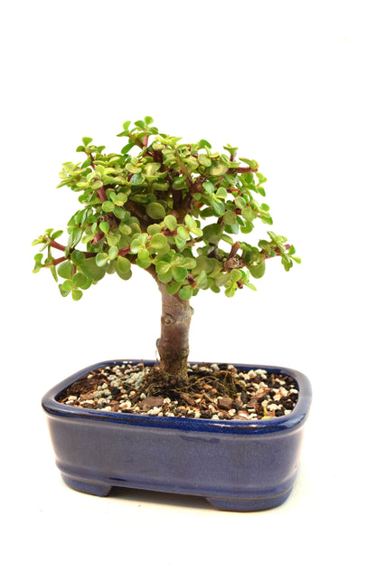 Dwarf Green Jade Ceramic 7.5" Pot - One of a Kind Bonsai