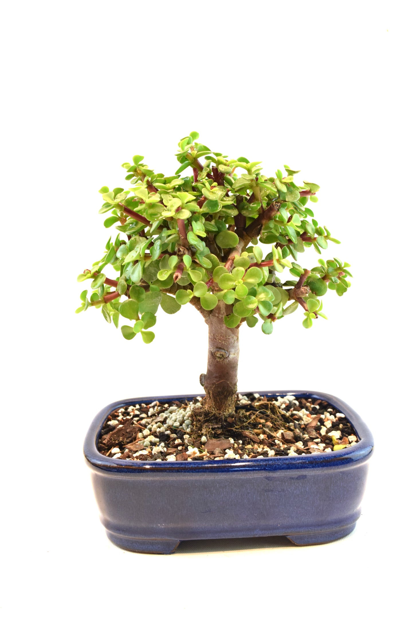 Dwarf Green Jade Ceramic 7.5" Pot - One of a Kind Bonsai