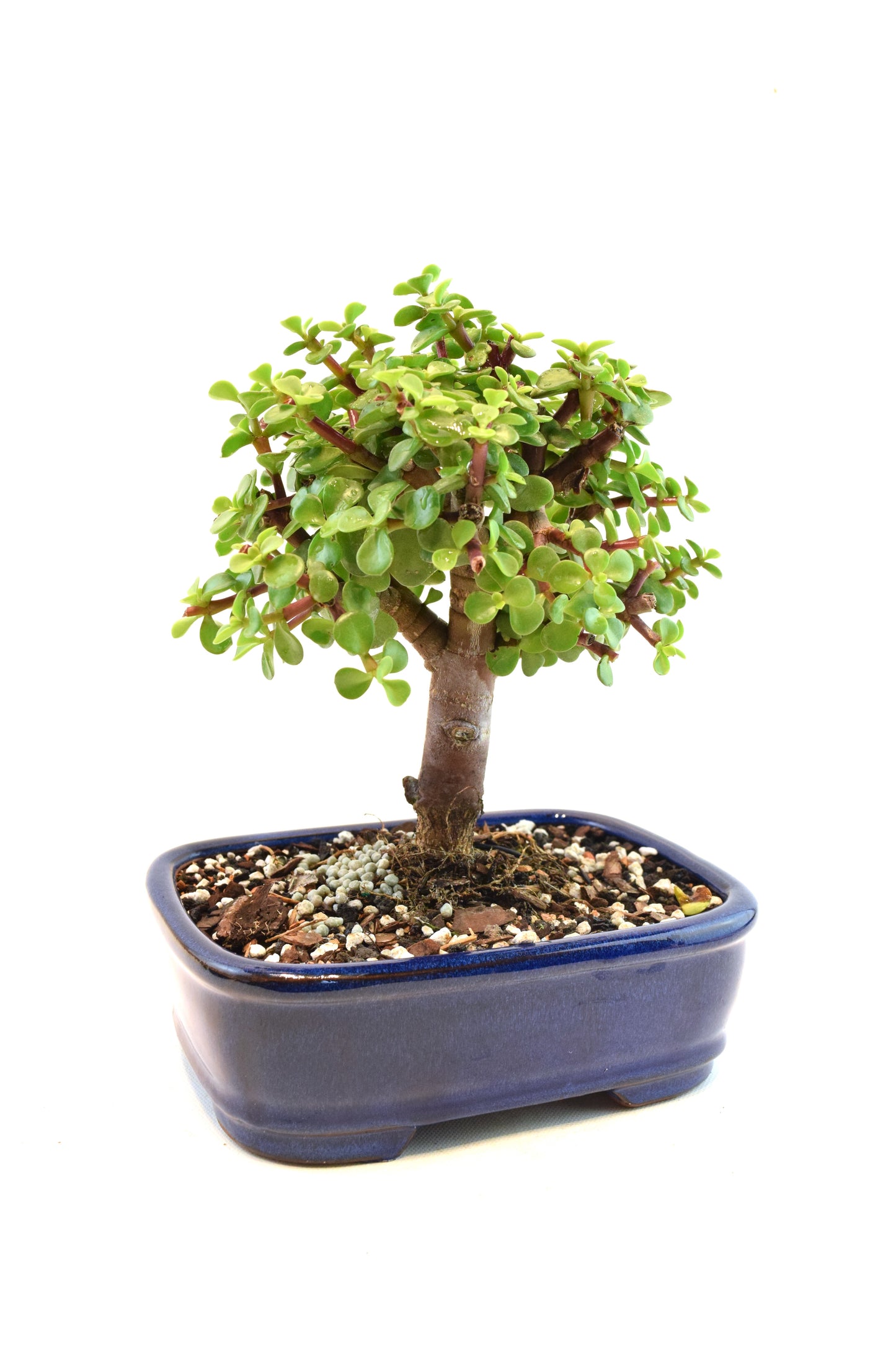 Dwarf Green Jade Ceramic 7.5" Pot - One of a Kind Bonsai