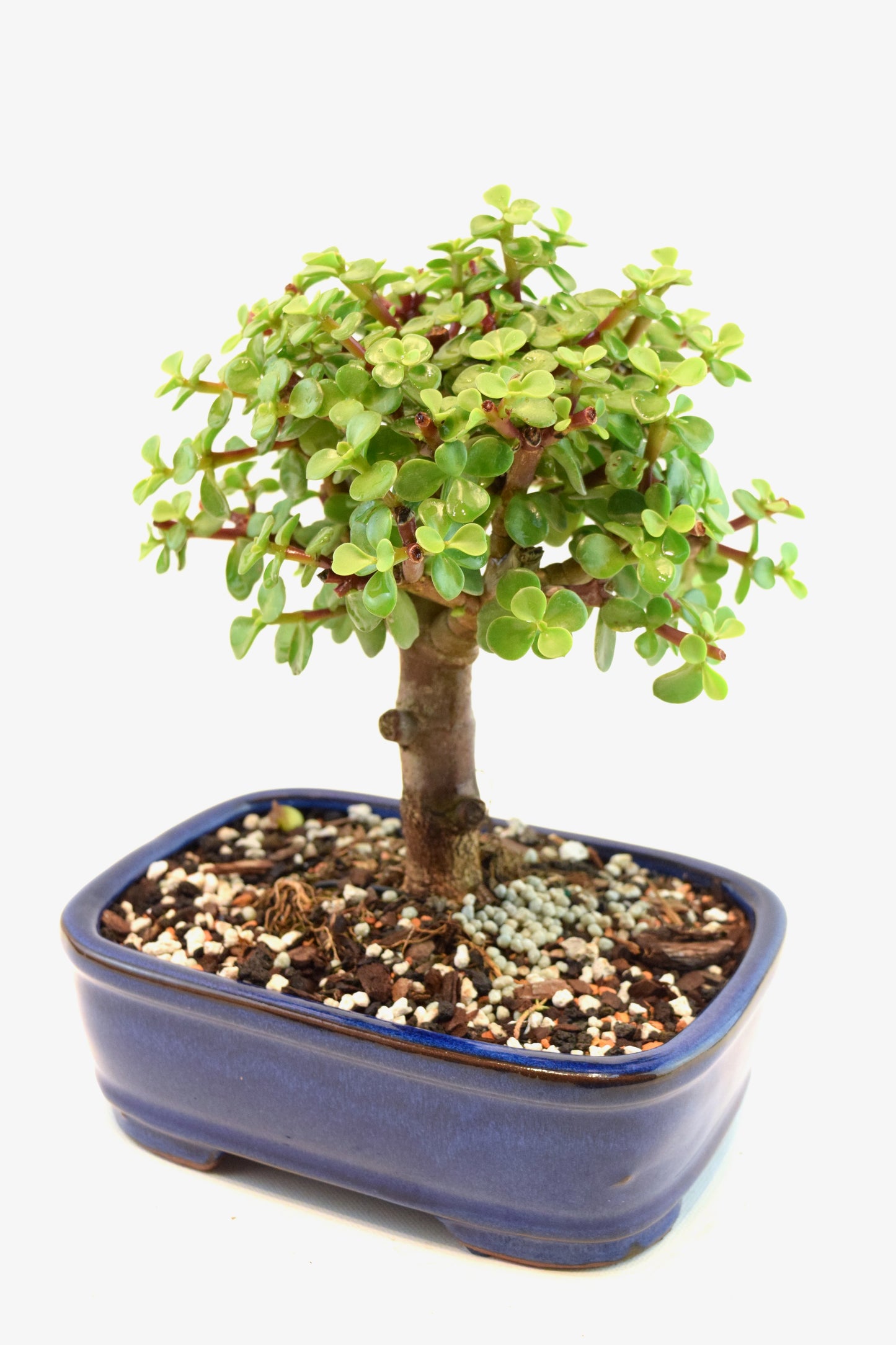Dwarf Green Jade Ceramic 7.5" Pot - One of a Kind Bonsai