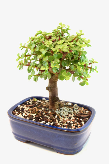 Dwarf Green Jade Ceramic 7.5" Pot - One of a Kind Bonsai