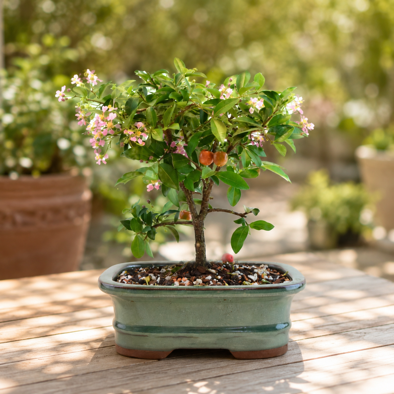 Barbados Cherry Bonsai Ceramic 7" Pot - One of a Kind Bonsai