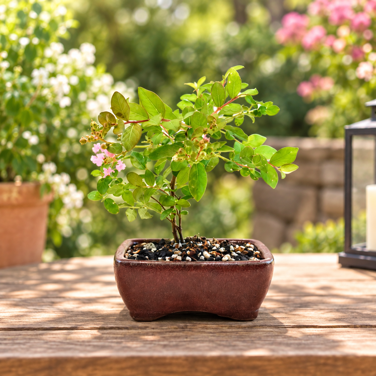 Dwarf Crape Myrtle Bonsai Tree in 5" Pot - One of a Kind Bonsai