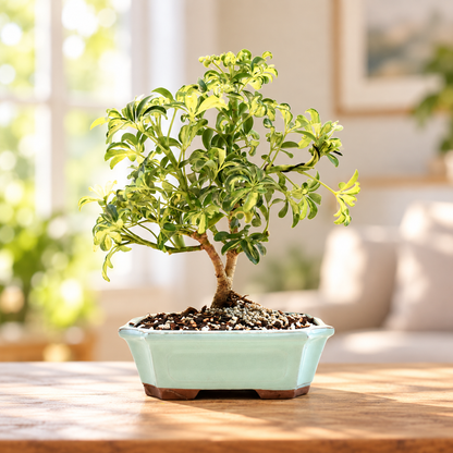 Dwarf Variegated Schefflera Bonsai Ceramic 8" Pot - One of a Kind Bonsai
