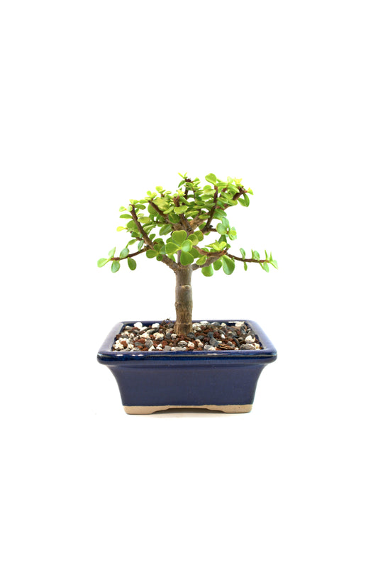Dwarf Green Jade Ceramic 5" Pot - One of a Kind Bonsai