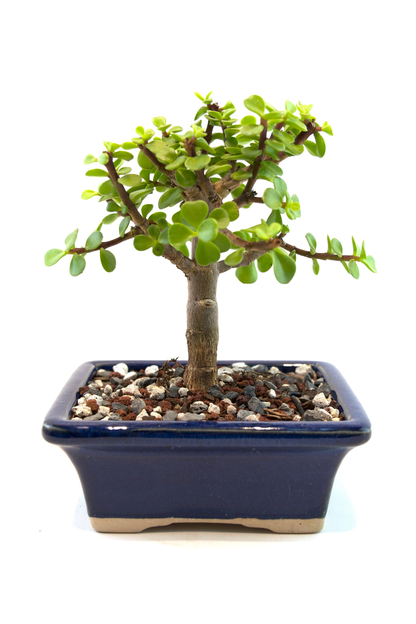 Dwarf Green Jade Ceramic 5" Pot - One of a Kind Bonsai