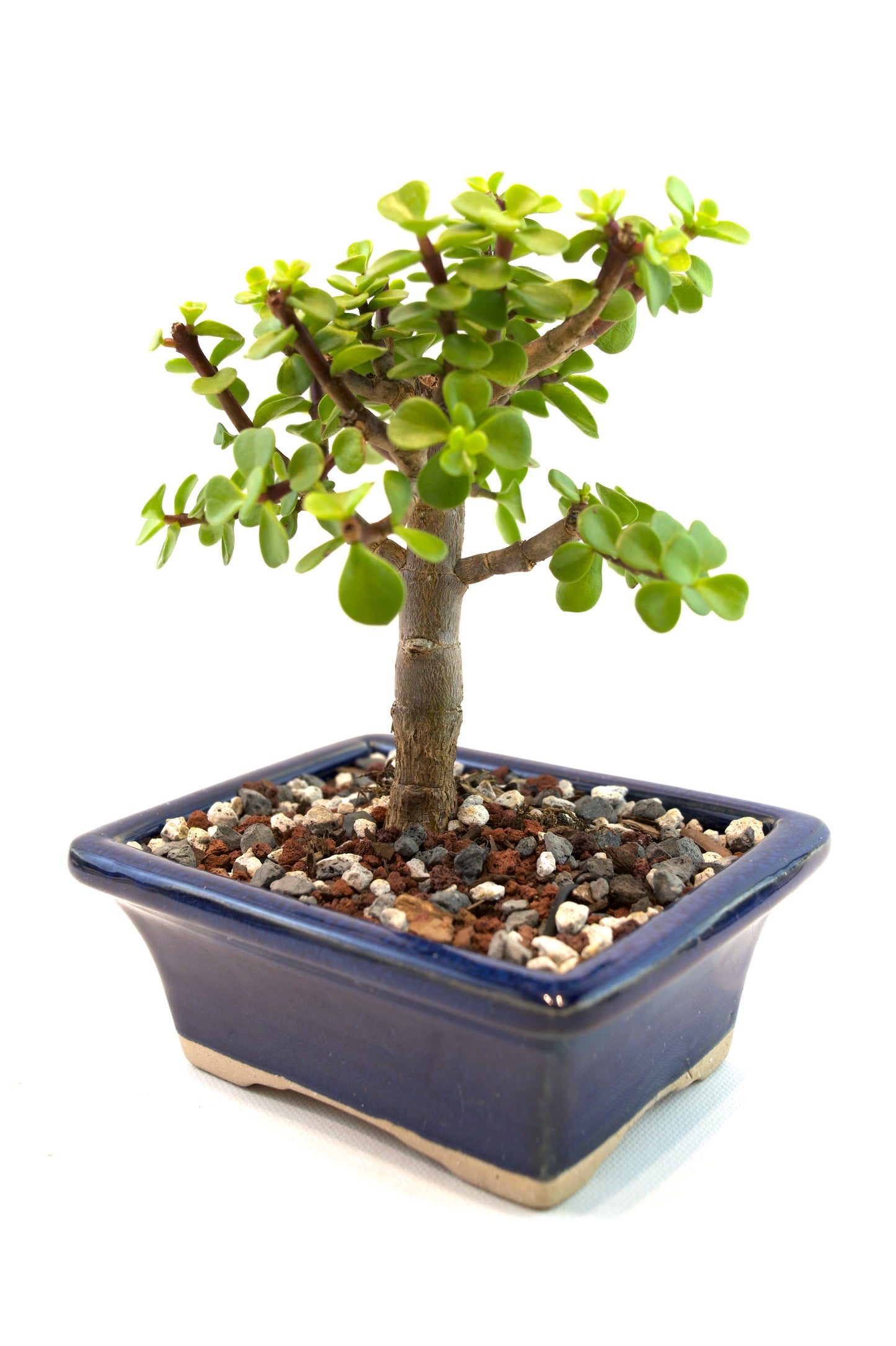 Dwarf Green Jade Ceramic 5" Pot - One of a Kind Bonsai