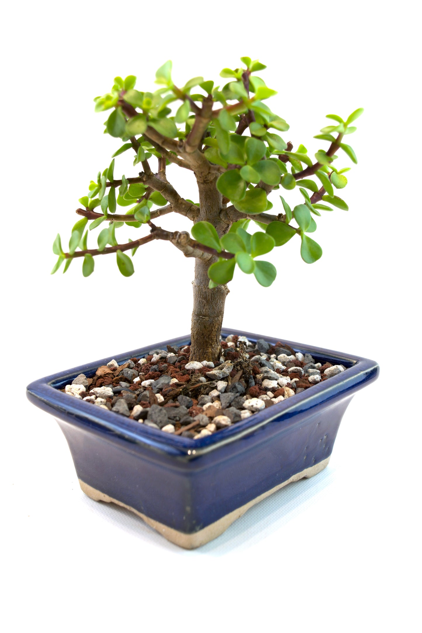 Dwarf Green Jade Ceramic 5" Pot - One of a Kind Bonsai