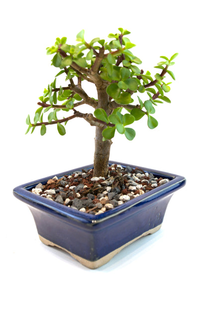 Dwarf Green Jade Ceramic 5" Pot - One of a Kind Bonsai