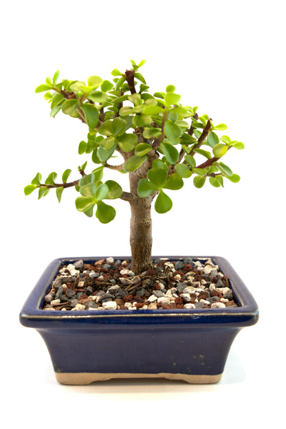 Dwarf Green Jade Ceramic 5" Pot - One of a Kind Bonsai