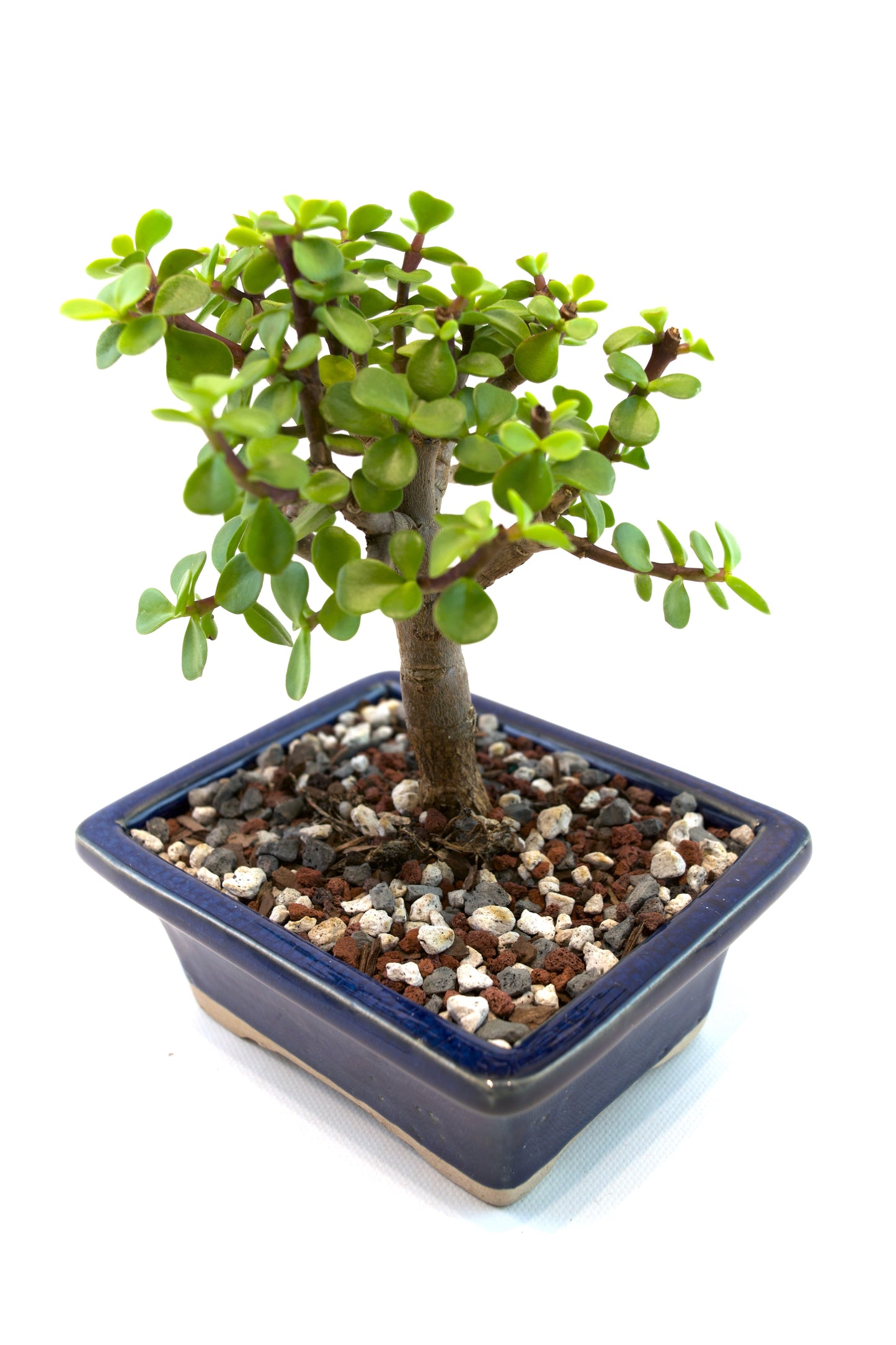 Dwarf Green Jade Ceramic 5" Pot - One of a Kind Bonsai