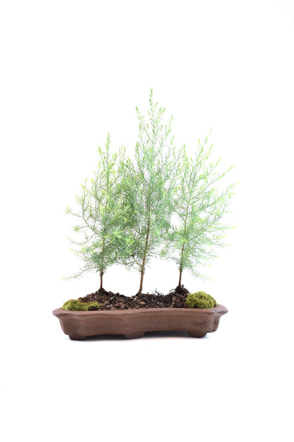 Eastern Red Cedar Forest Bonsai Tree in 12" Pot - One of a Kind Bonsai