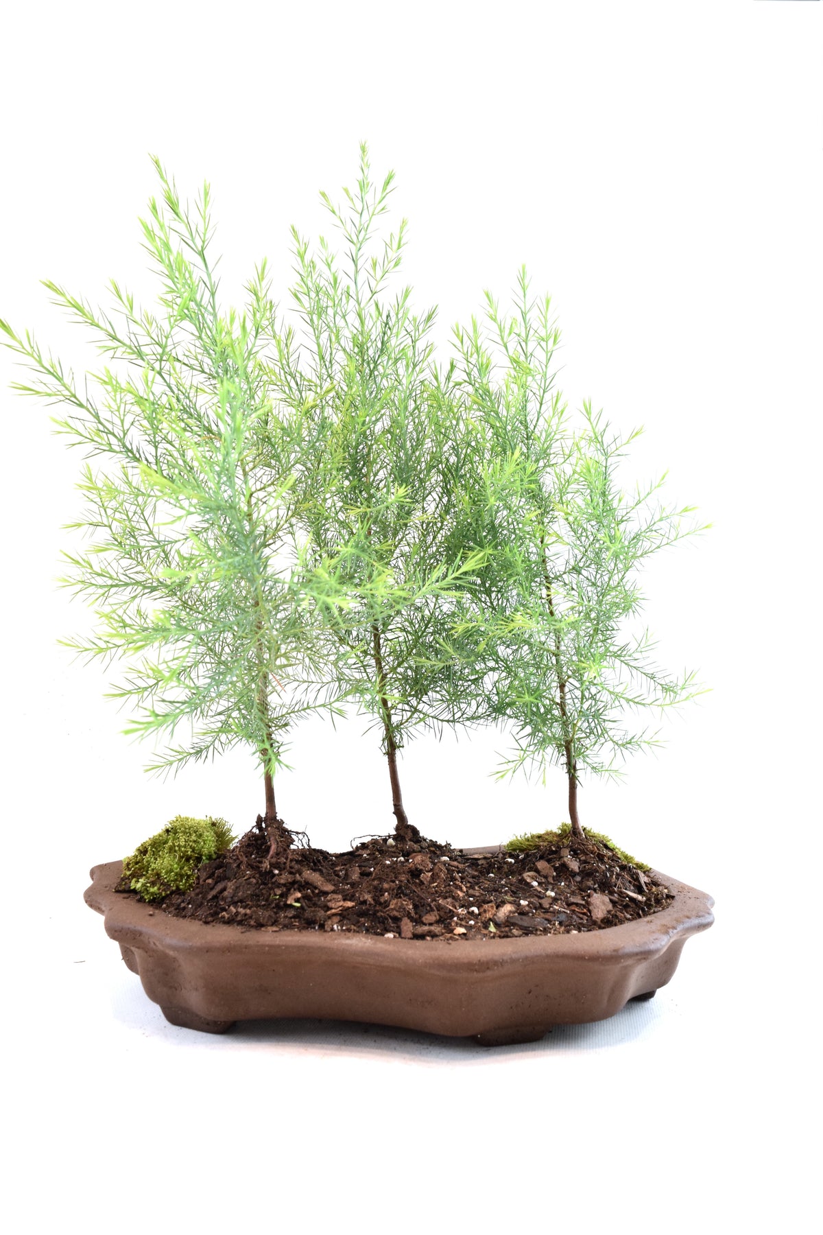 Eastern Red Cedar Forest Bonsai Tree in 12" Pot - One of a Kind Bonsai