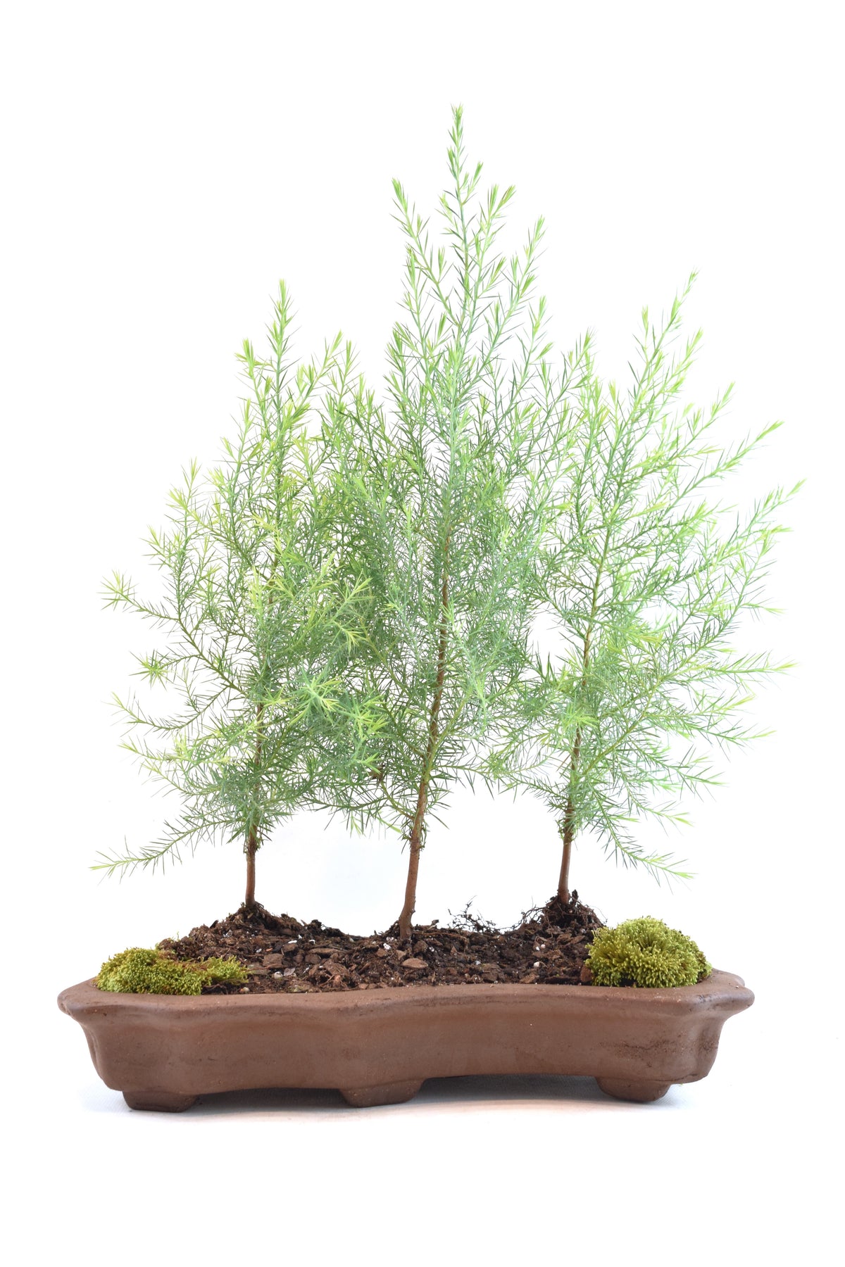 Eastern Red Cedar Forest Bonsai Tree in 12" Pot - One of a Kind Bonsai