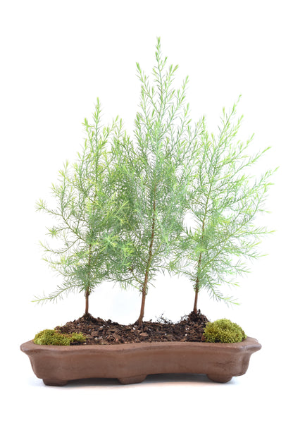 Eastern Red Cedar Forest Bonsai Tree in 12" Pot - One of a Kind Bonsai