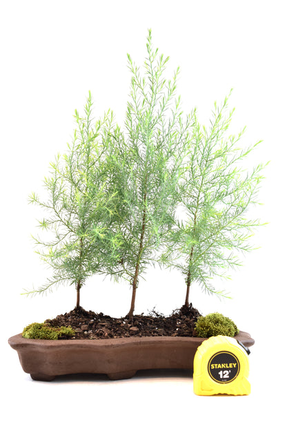 Eastern Red Cedar Forest Bonsai Tree in 12" Pot - One of a Kind Bonsai