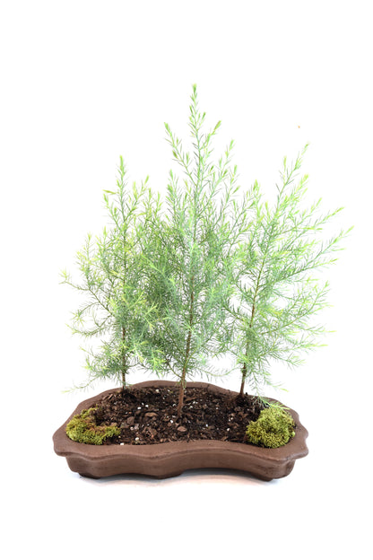 Eastern Red Cedar Forest Bonsai Tree in 12" Pot - One of a Kind Bonsai