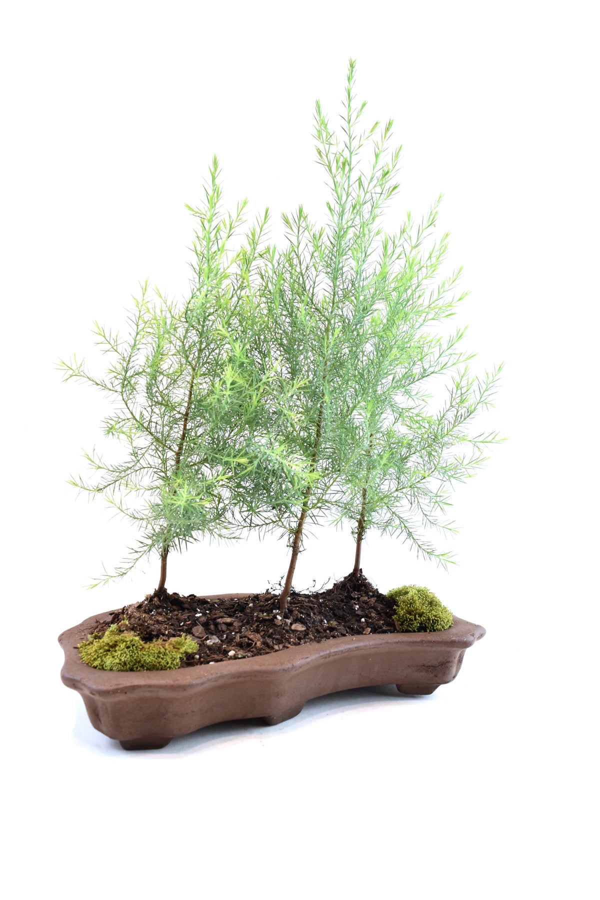 Eastern Red Cedar Forest Bonsai Tree in 12" Pot - One of a Kind Bonsai