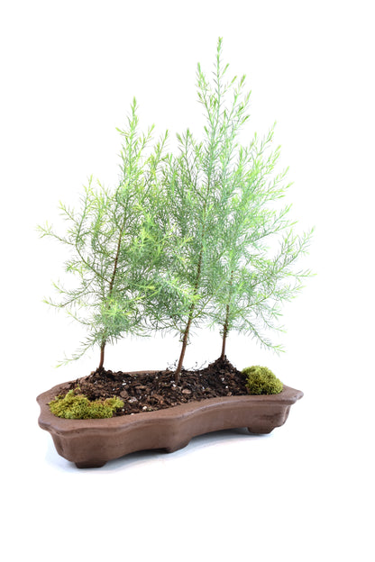 Eastern Red Cedar Forest Bonsai Tree in 12" Pot - One of a Kind Bonsai
