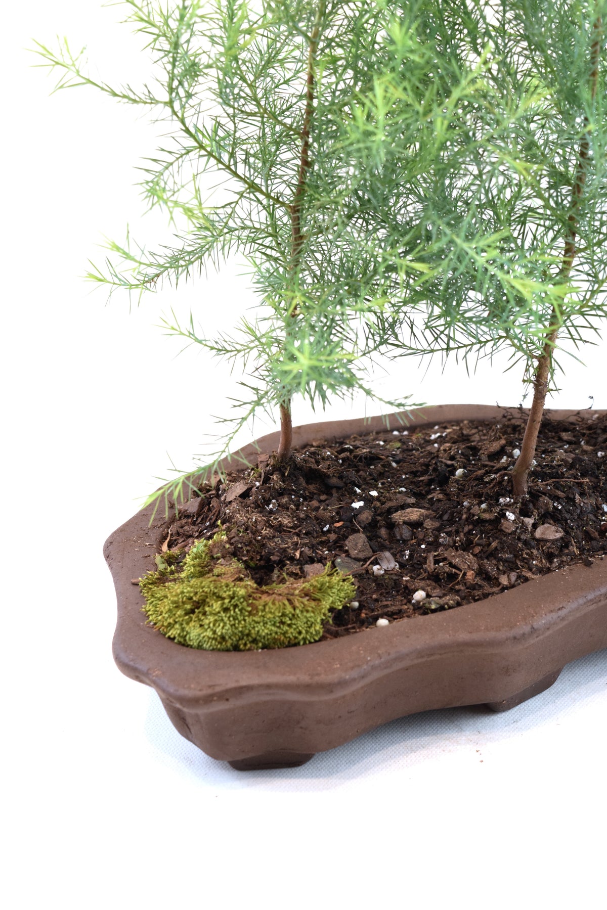 Eastern Red Cedar Forest Bonsai Tree in 12" Pot - One of a Kind Bonsai