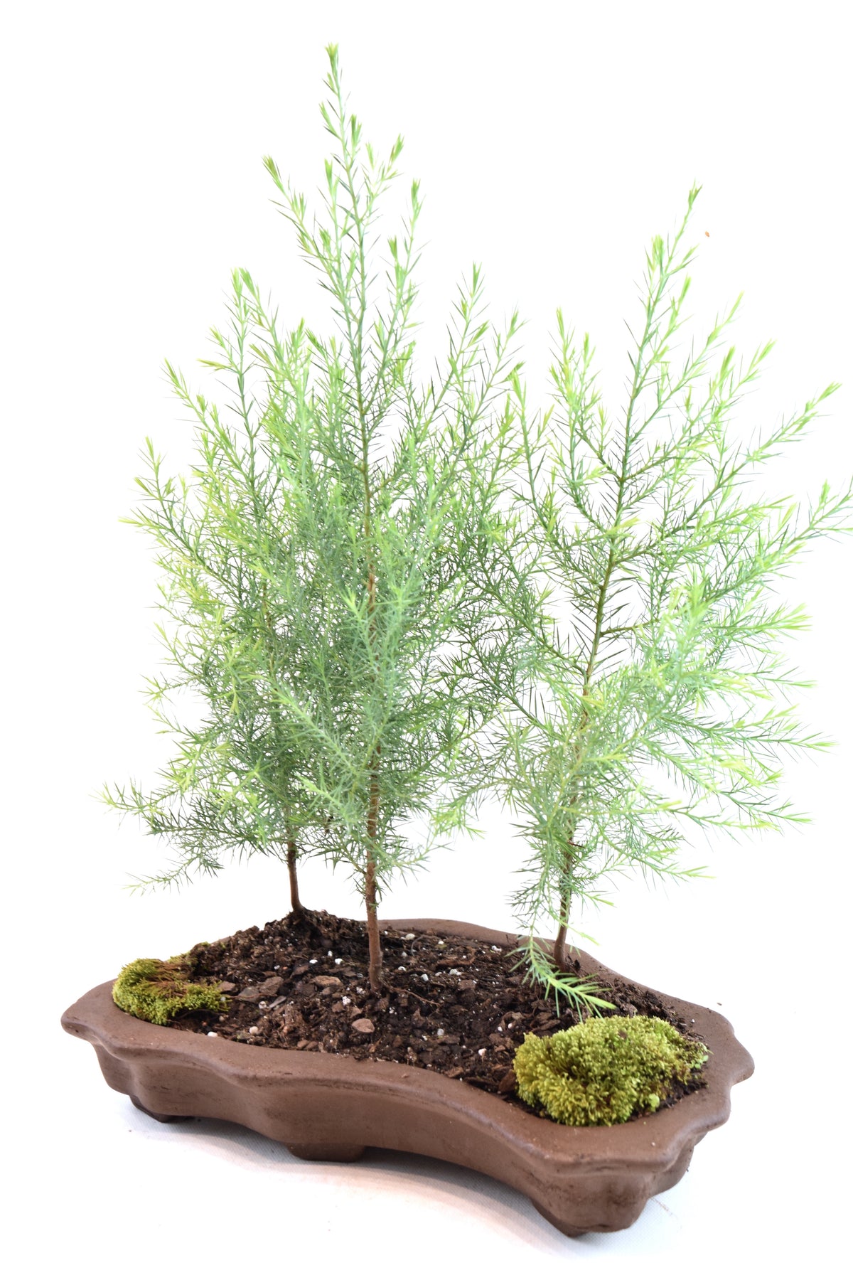 Eastern Red Cedar Forest Bonsai Tree in 12" Pot - One of a Kind Bonsai