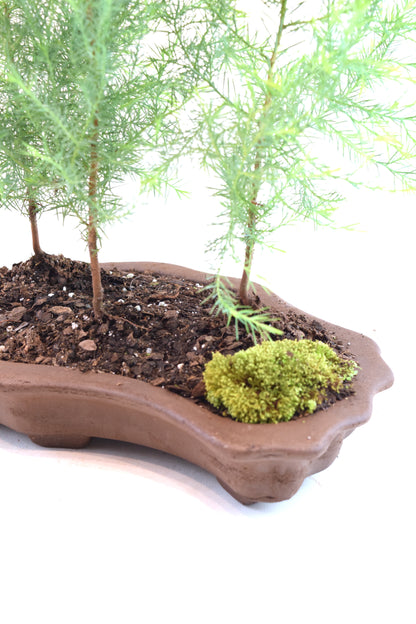 Eastern Red Cedar Forest Bonsai Tree in 12" Pot - One of a Kind Bonsai