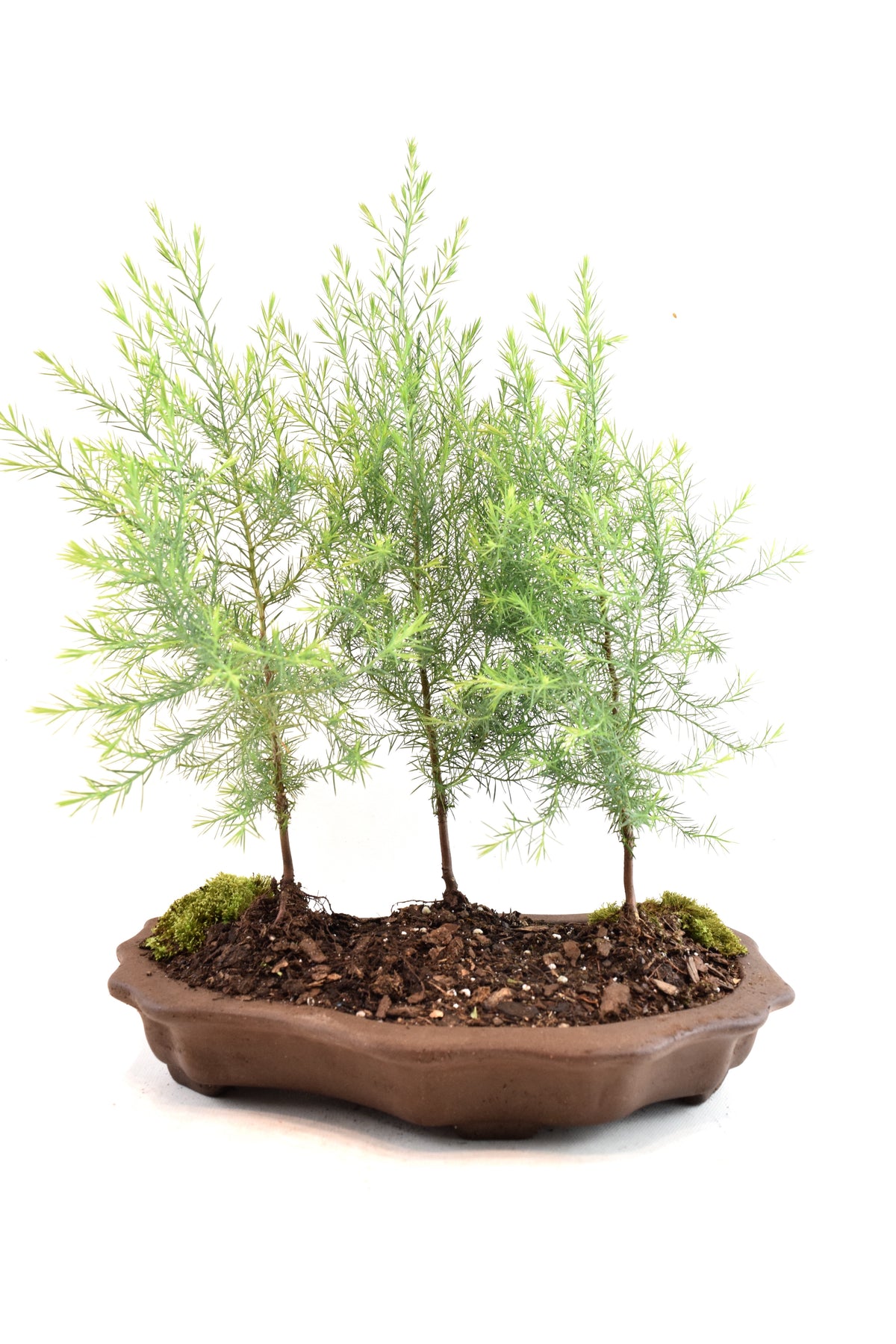 Eastern Red Cedar Forest Bonsai Tree in 12" Pot - One of a Kind Bonsai