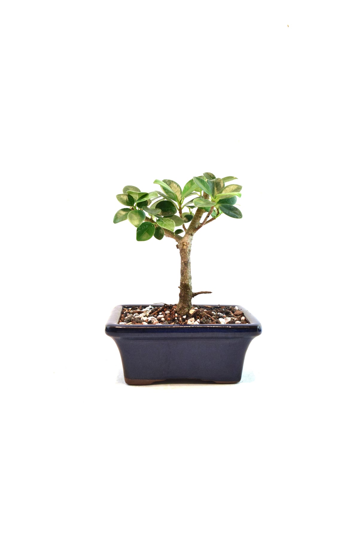 Green Island Ficus Bonsai 5" Pot - One of a Kind Bonsai