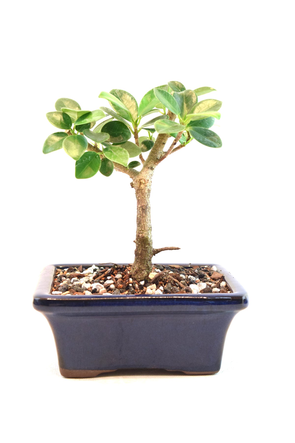 Green Island Ficus Bonsai 5" Pot - One of a Kind Bonsai