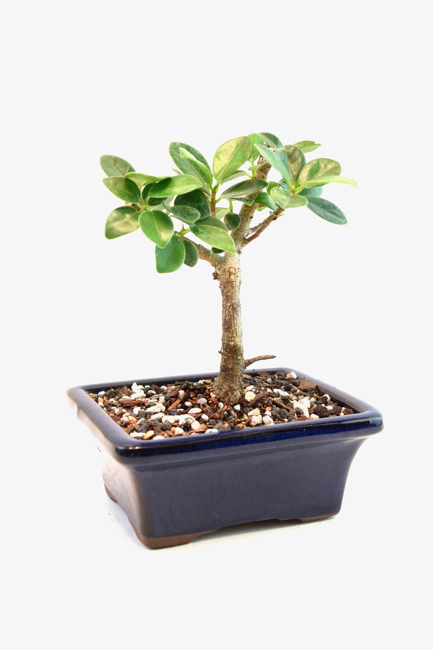 Green Island Ficus Bonsai 5" Pot - One of a Kind Bonsai