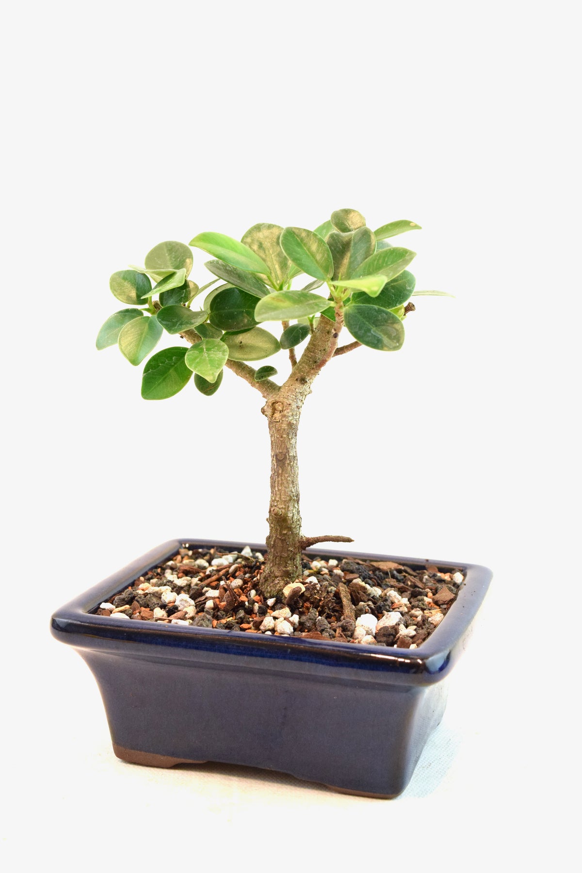 Green Island Ficus Bonsai 5" Pot - One of a Kind Bonsai