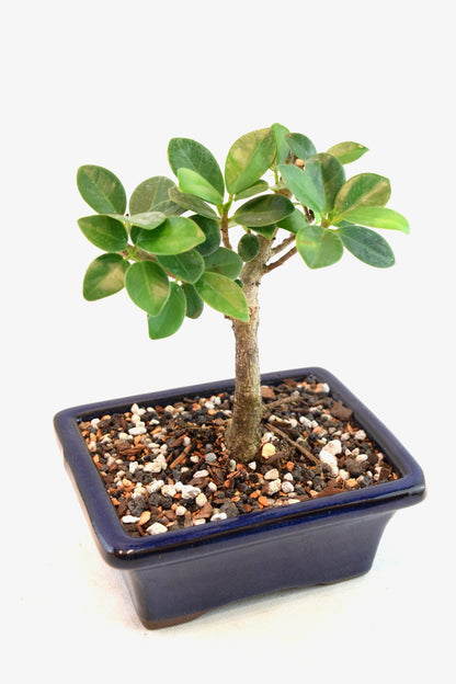 Green Island Ficus Bonsai 5" Pot - One of a Kind Bonsai