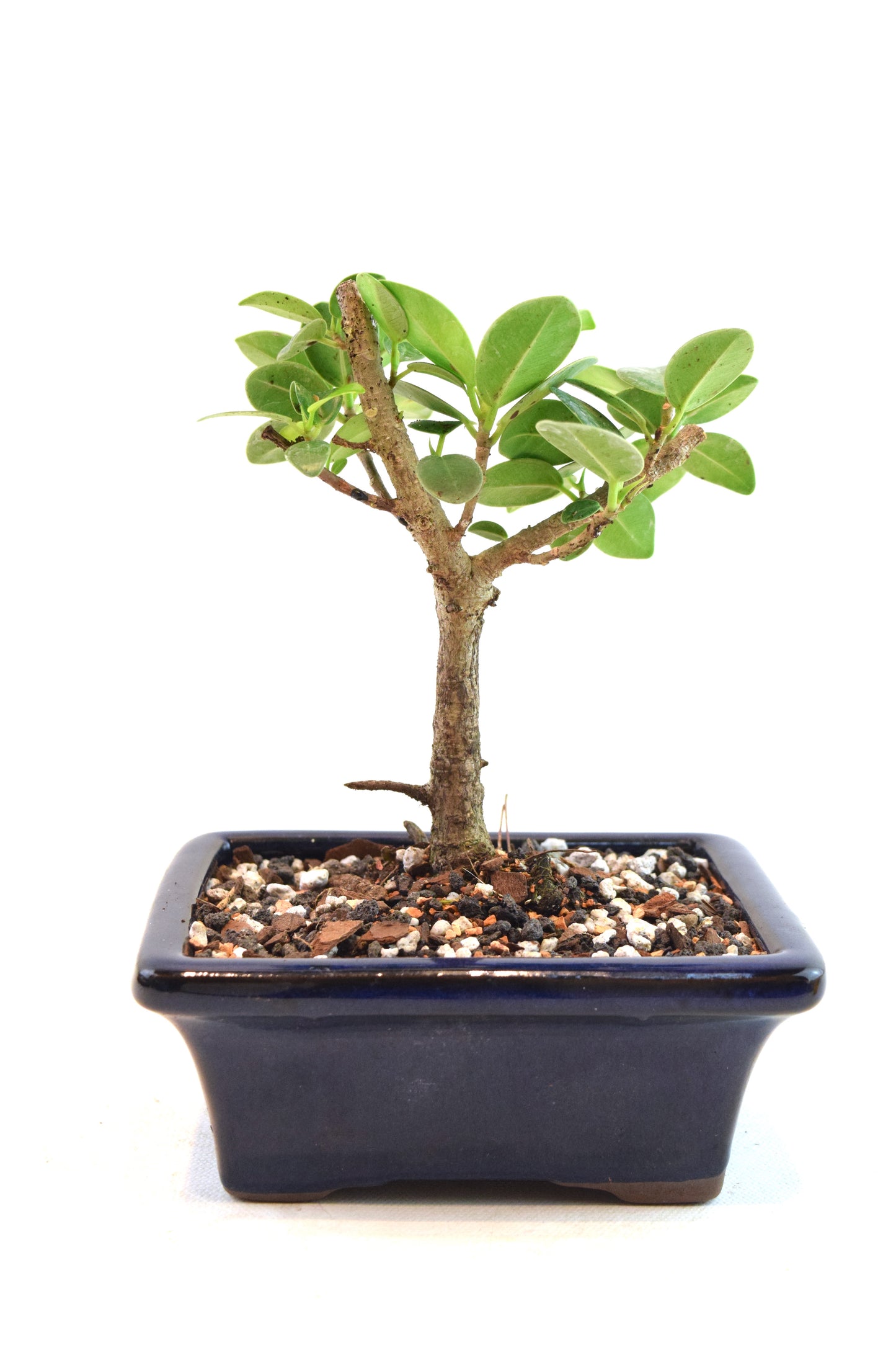 Green Island Ficus Bonsai 5" Pot - One of a Kind Bonsai