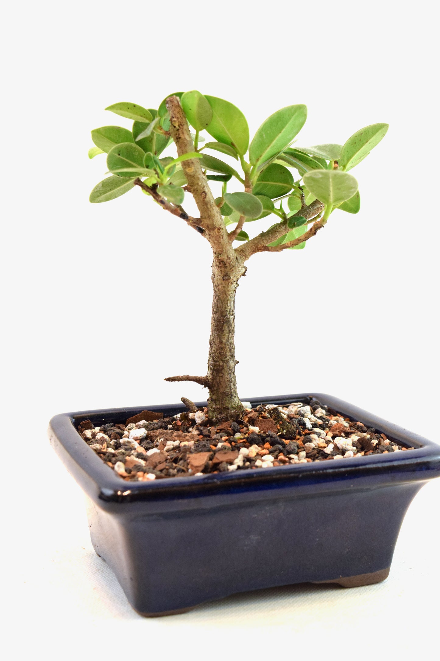 Green Island Ficus Bonsai 5" Pot - One of a Kind Bonsai