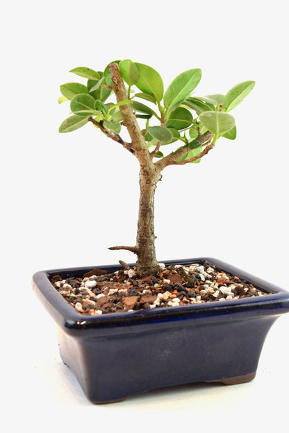 Green Island Ficus Bonsai 5" Pot - One of a Kind Bonsai