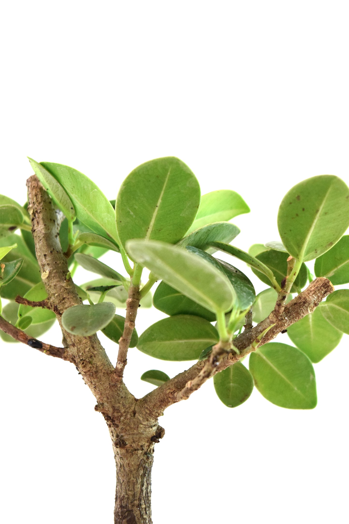 Green Island Ficus Bonsai 5" Pot - One of a Kind Bonsai