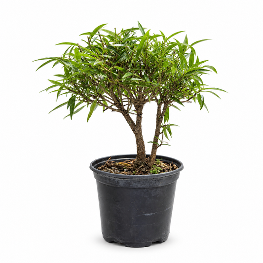 Ficus Nerifolia (Willow Leaf) in 6" Pot - Pre Bonsai