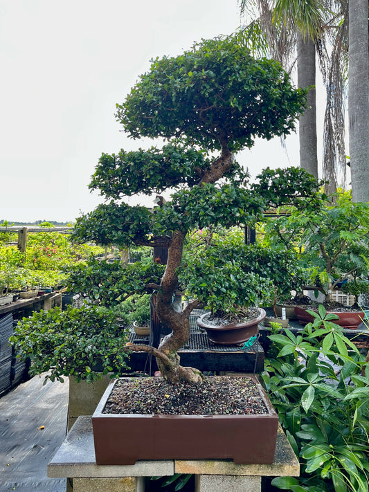 Fukien Tea Bonsai 18+ Years
