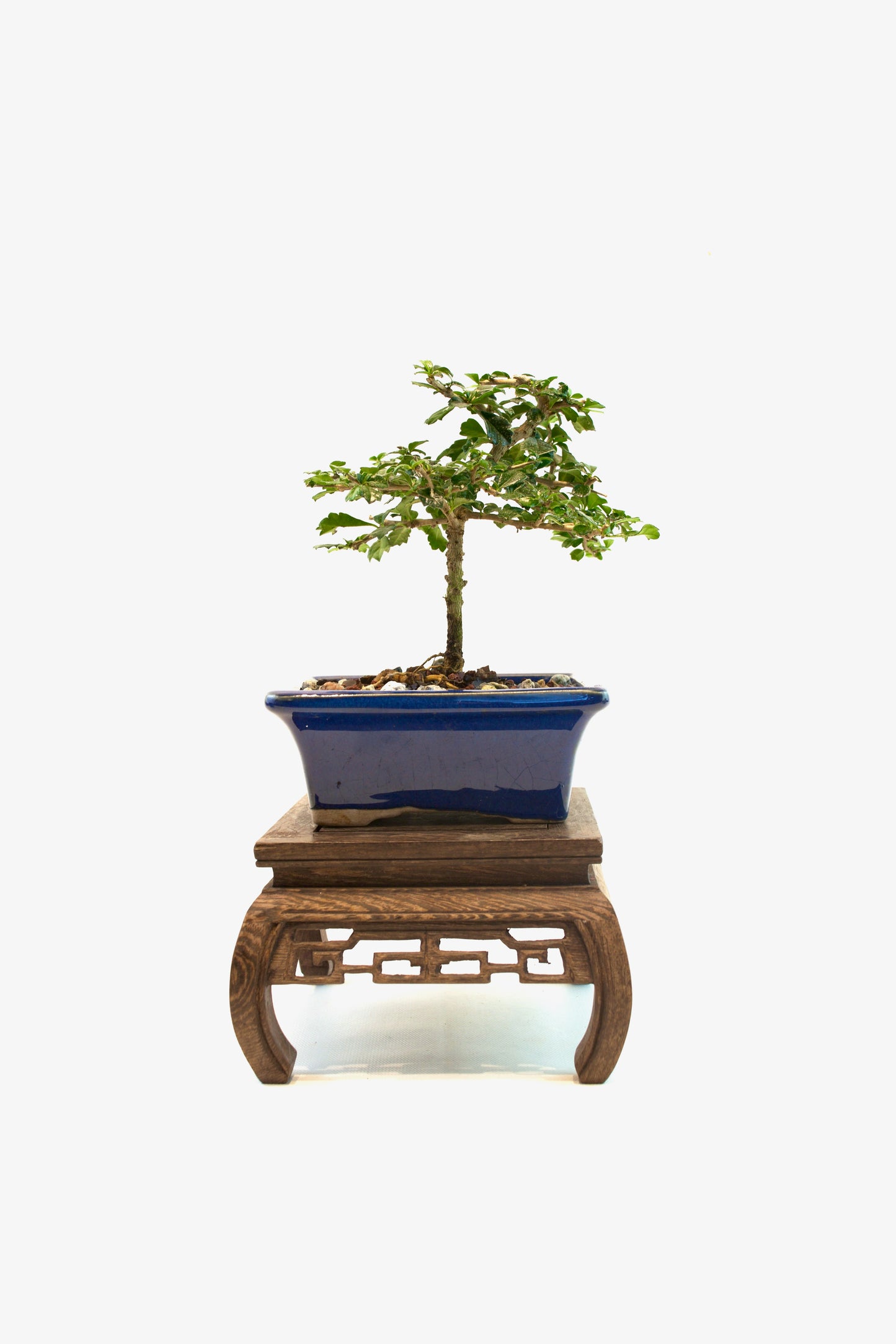 Fukien Tea Bonsai Ceramic 5" Pot - One of a Kind Bonsai