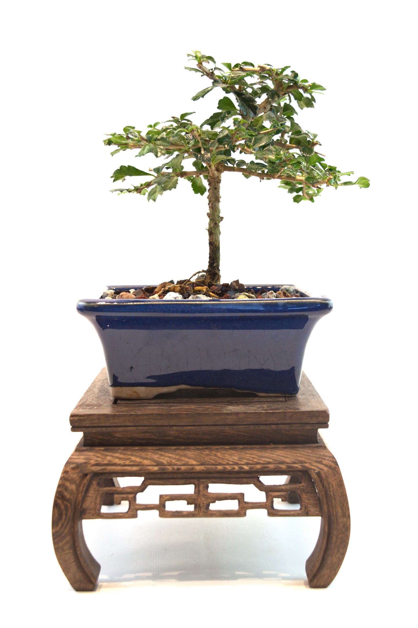 Fukien Tea Bonsai Ceramic 5" Pot - One of a Kind Bonsai