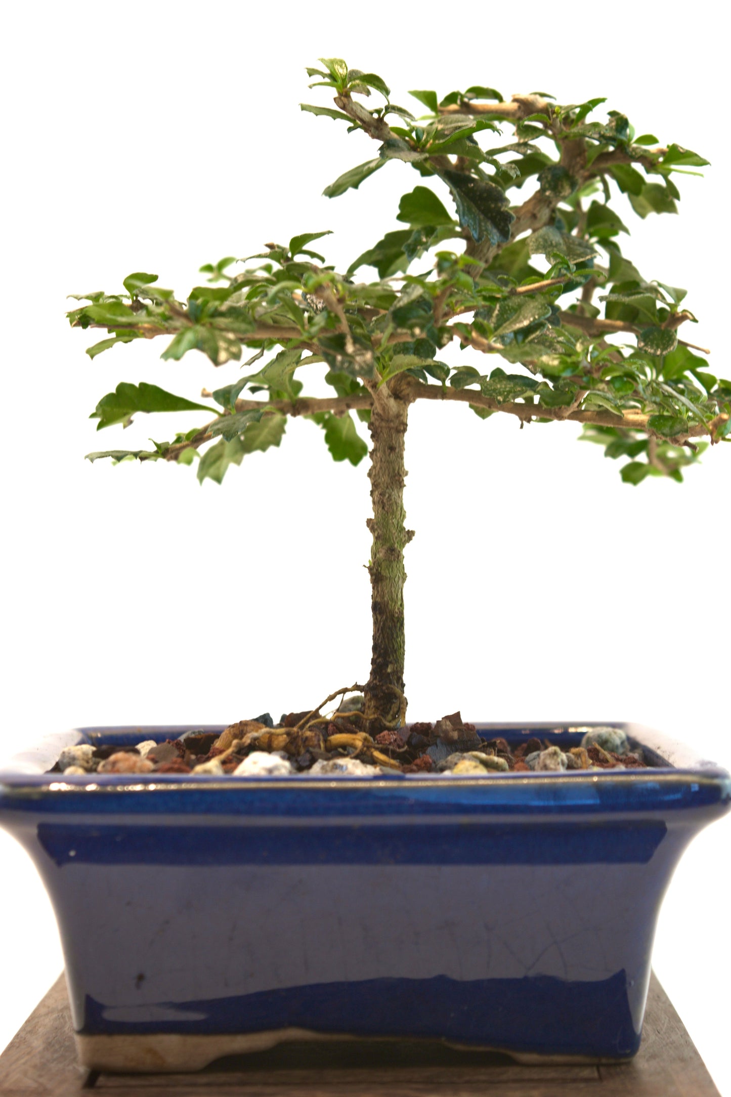 Fukien Tea Bonsai Ceramic 5" Pot - One of a Kind Bonsai
