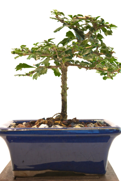 Fukien Tea Bonsai Ceramic 5" Pot - One of a Kind Bonsai