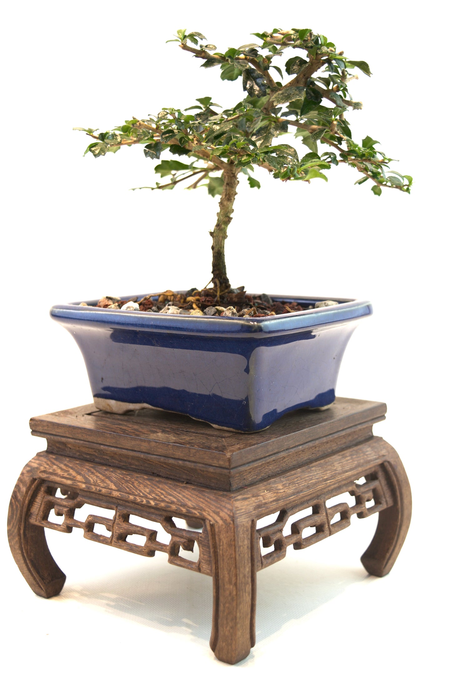 Fukien Tea Bonsai Ceramic 5" Pot - One of a Kind Bonsai