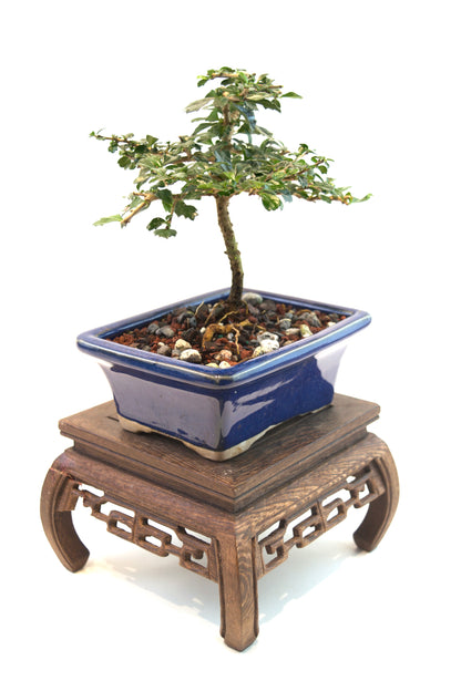 Fukien Tea Bonsai Ceramic 5" Pot - One of a Kind Bonsai